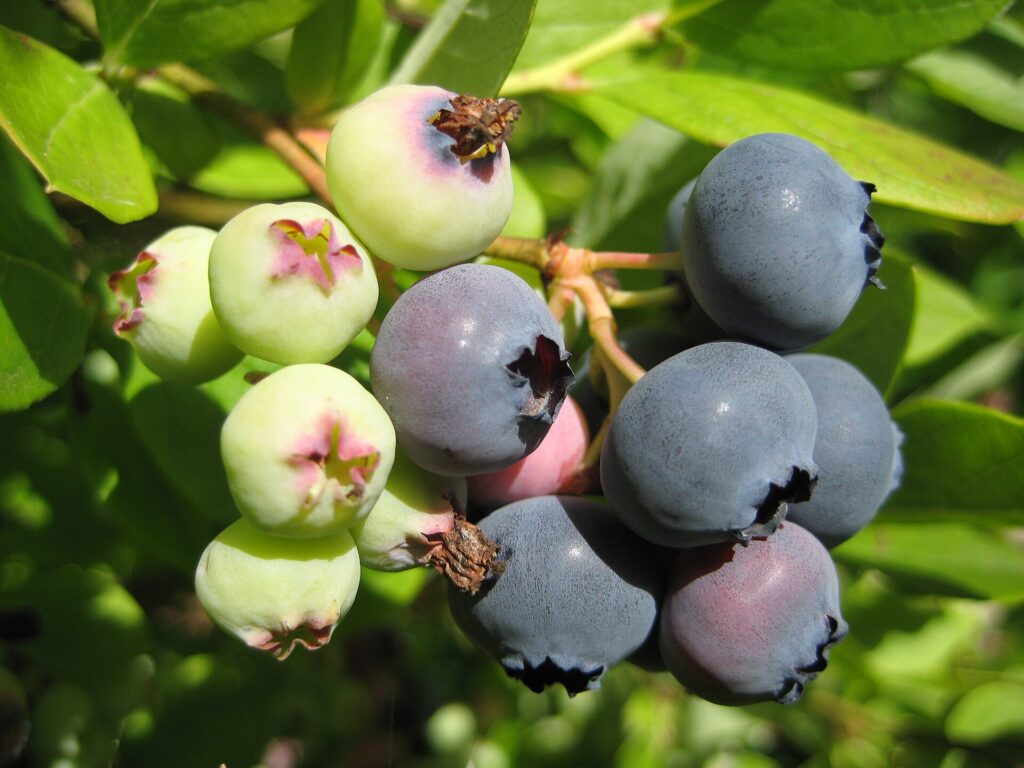Blueberry