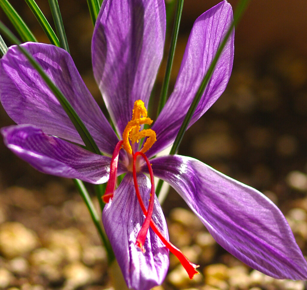 Saffron