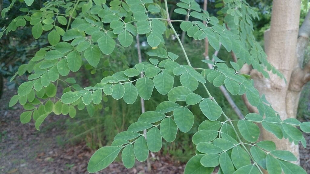 Moringa