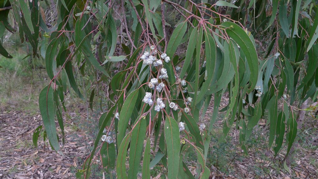 Eucalyptus
