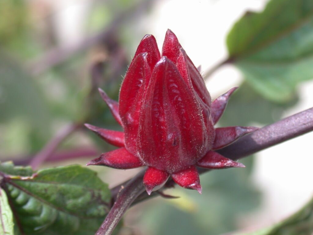 Hibiscus (roselle)